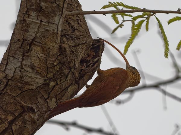 Kolibriemuisspecht (Campylorhamphus trochilirostris)